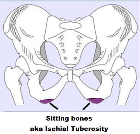 Ischial Tuberosity